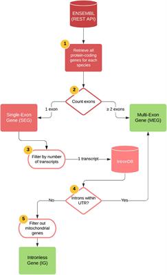 Evolutionary Perspective and Expression Analysis of Intronless Genes Highlight the Conservation of Their Regulatory Role